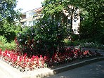 Blumenbeete in Garath 008 a